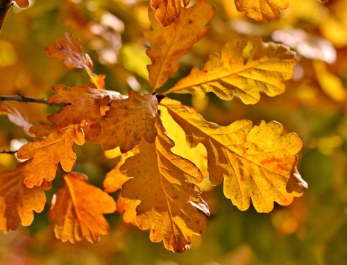 Newsletter Herbst 2026