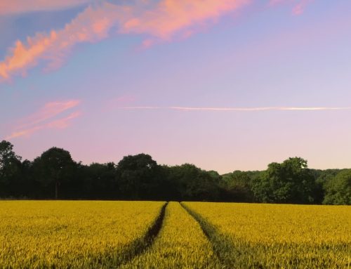 Newsletter Sommer 2026